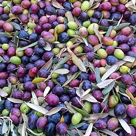 Nisanyan